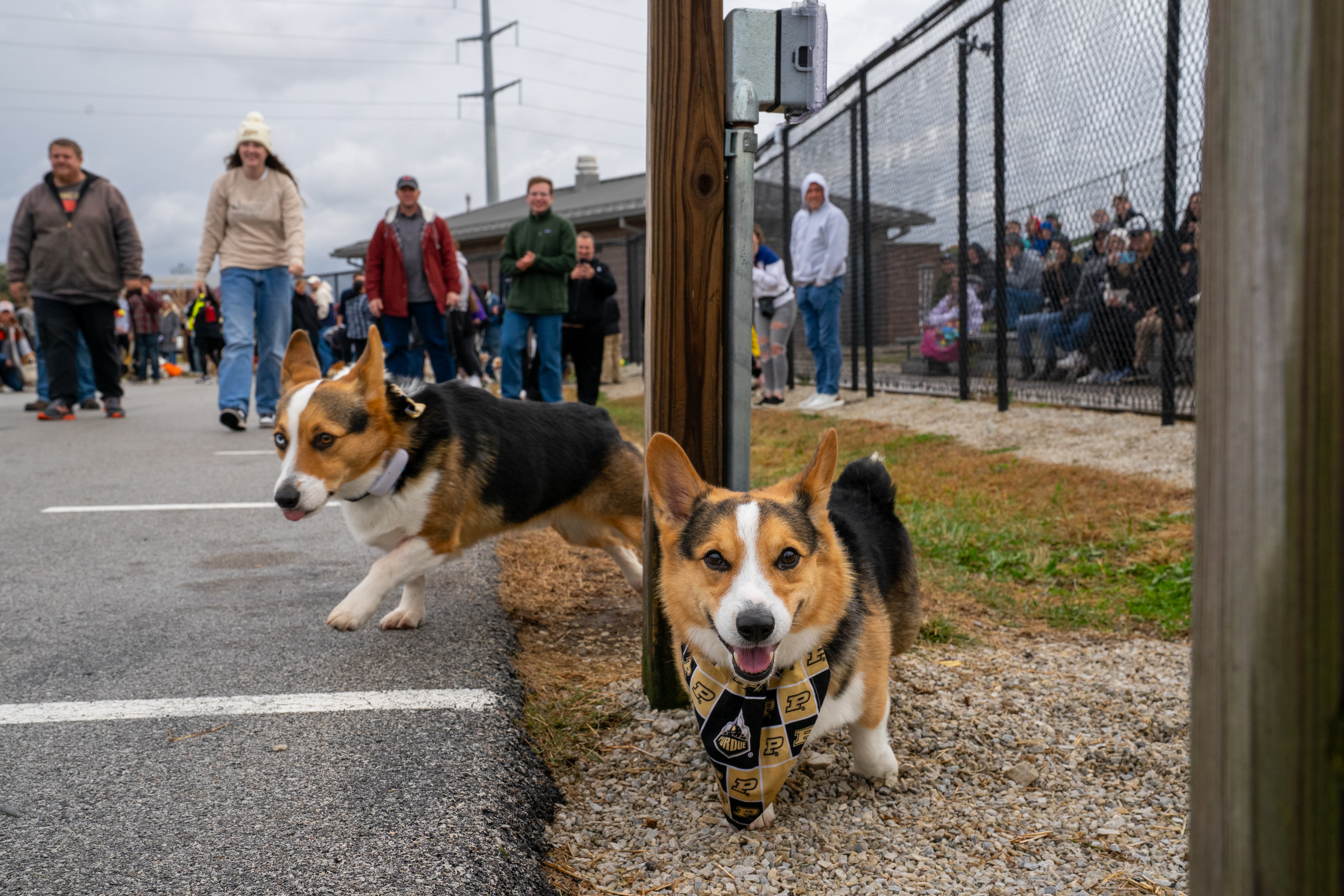 Corgi race crowd at Purdue