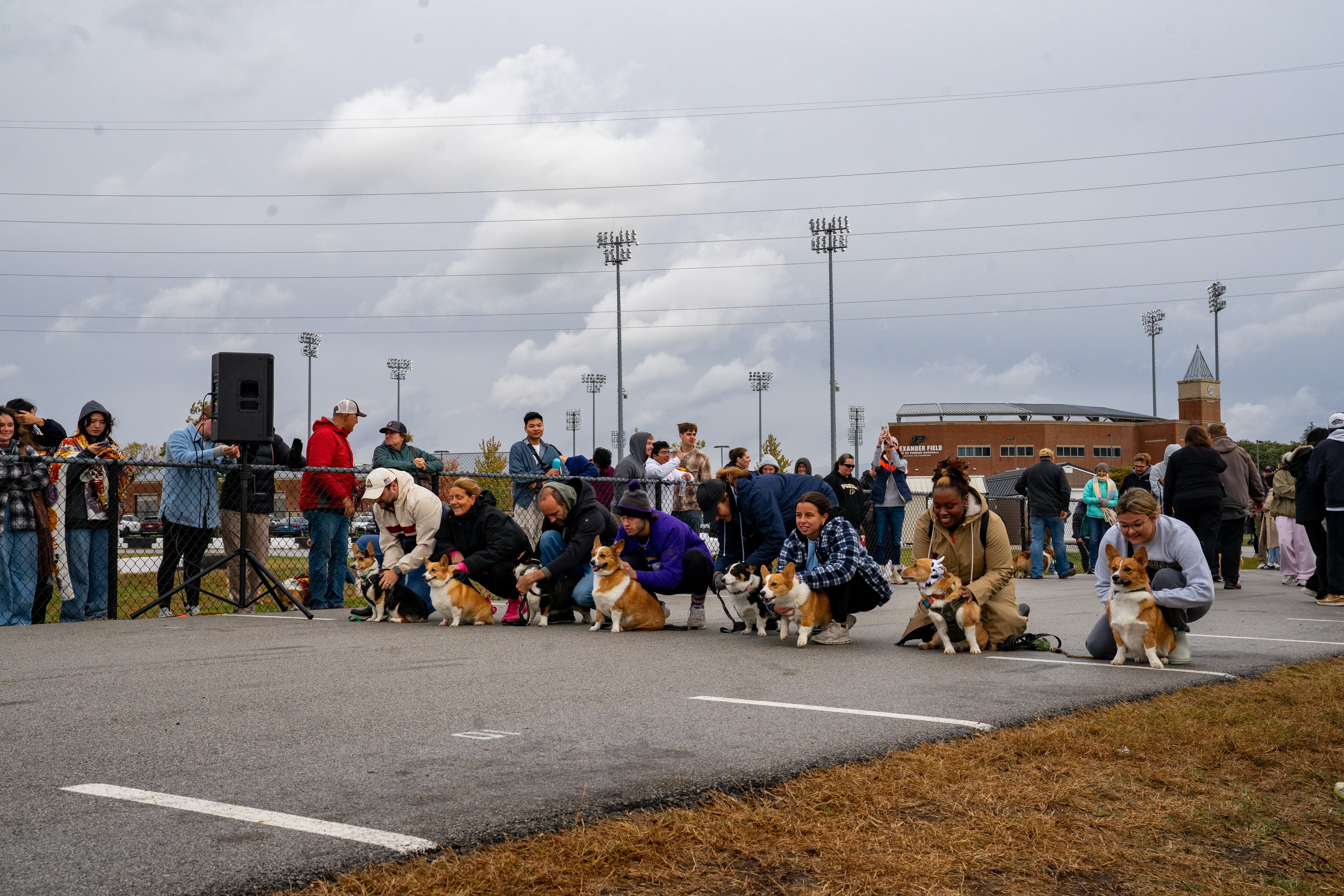 Corgis running on race day