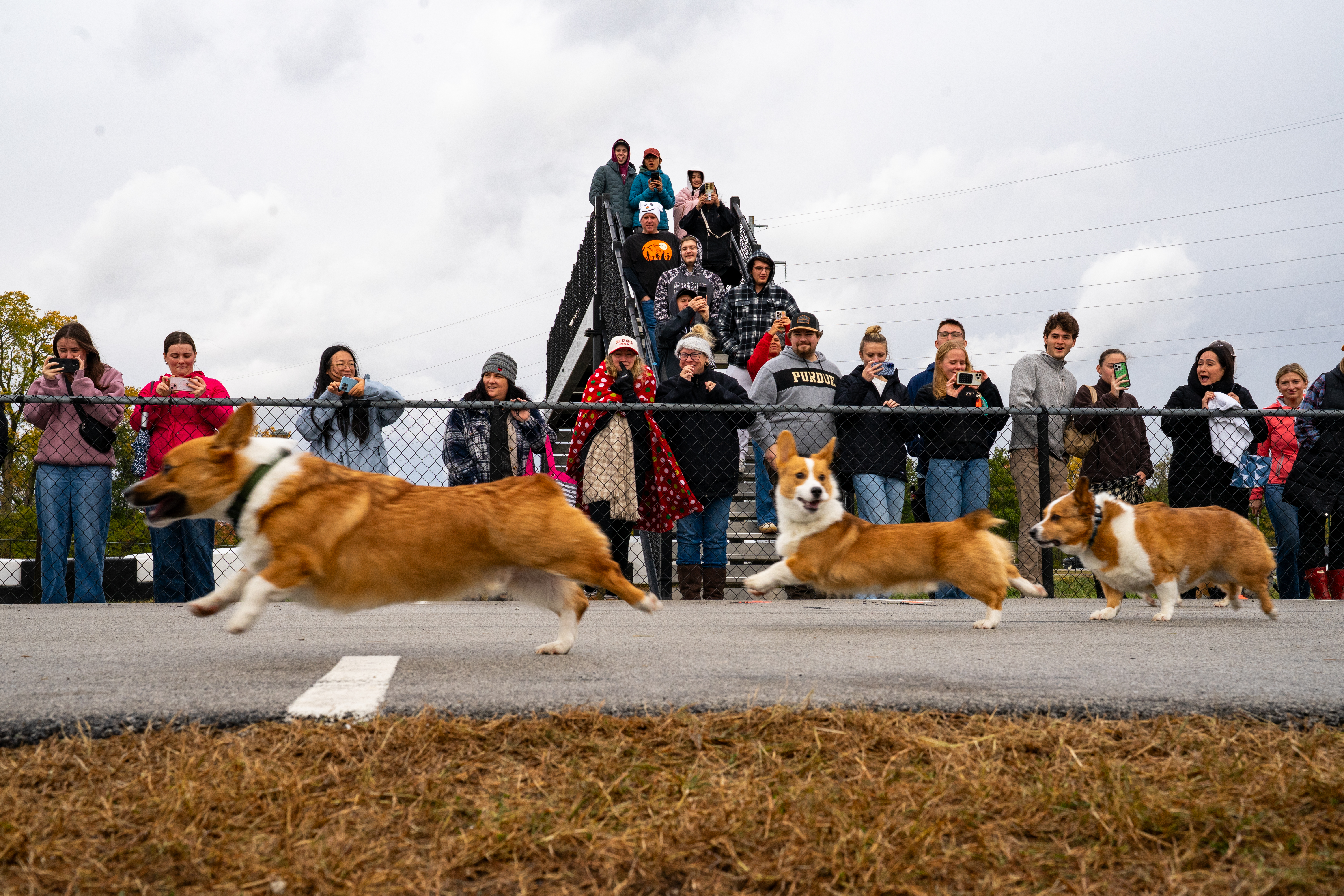 Purdue Corgi Race moment