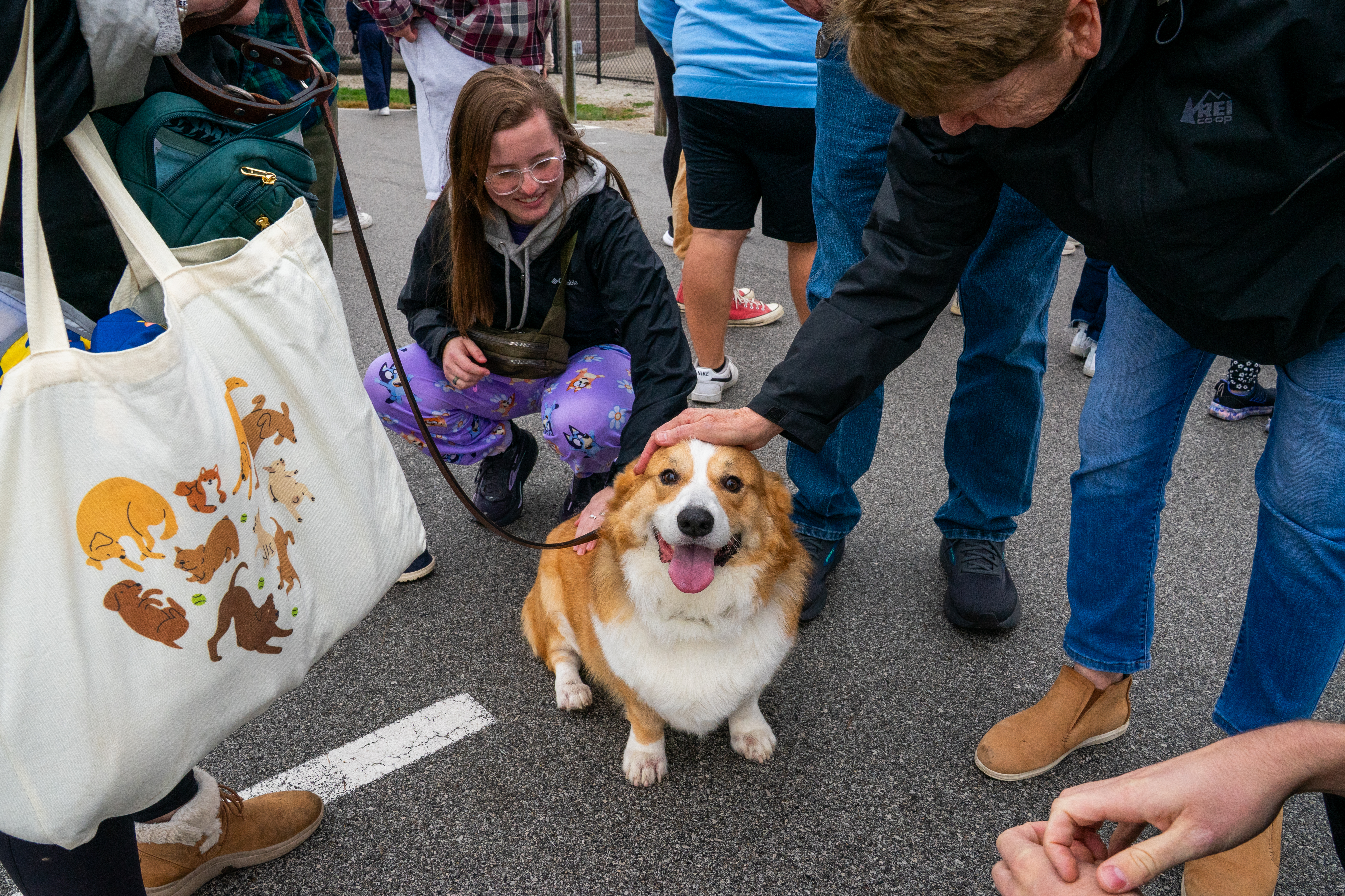 Corgi crossing the finish area